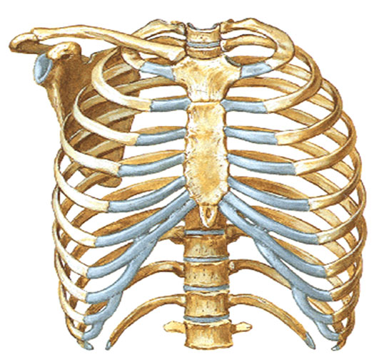 Gs Kafesi skeleti